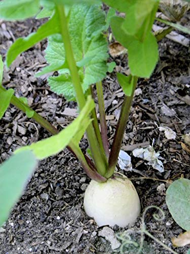 White Icicle Radish Seeds for Planting, 200+ Heirloom Seeds Per Packet, (Isla's Garden Seeds), Non GMO Seeds, Botanical Name: Raphanus sativus, Great Home Garden Gift