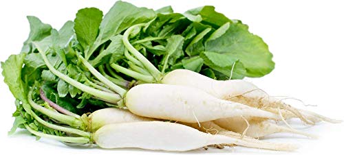 White Icicle Radish Seeds for Planting, 200+ Heirloom Seeds Per Packet, (Isla's Garden Seeds), Non GMO Seeds, Botanical Name: Raphanus sativus, Great Home Garden Gift