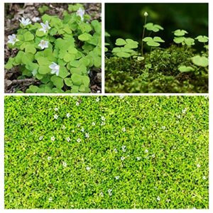 10000+ white irish moss seeds for planting, non-gmo moss ground cover plant creeping white flower green carpet clover seed for planting garden yard lawn