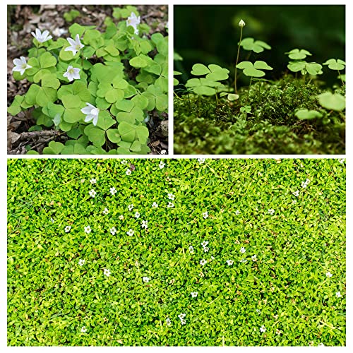 10000+ White Irish Moss Seeds for Planting, Non-GMO Moss Ground Cover Plant Creeping White Flower Green Carpet Clover Seed for Planting Garden Yard Lawn