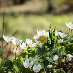 10000+ White Irish Moss Seeds for Planting, Non-GMO Moss Ground Cover Plant Creeping White Flower Green Carpet Clover Seed for Planting Garden Yard Lawn