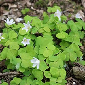 10000+ White Irish Moss Seeds for Planting, Non-GMO Moss Ground Cover Plant Creeping White Flower Green Carpet Clover Seed for Planting Garden Yard Lawn