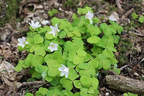 10000+ White Irish Moss Seeds for Planting, Non-GMO Moss Ground Cover Plant Creeping White Flower Green Carpet Clover Seed for Planting Garden Yard Lawn