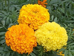 marigold african crackerjack mix tall bedding flowers 244c (300 seeds, or 1 gram)