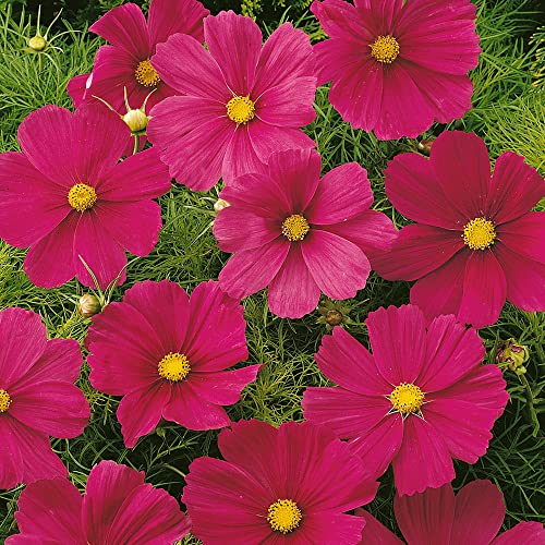 Outsidepride Cosmos Bipannutus Sonata Carmine Garden Cut Flower & Pollinator Seeds - 50 Seeds