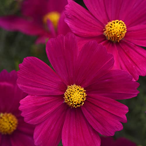 Outsidepride Cosmos Bipannutus Sonata Carmine Garden Cut Flower & Pollinator Seeds - 50 Seeds