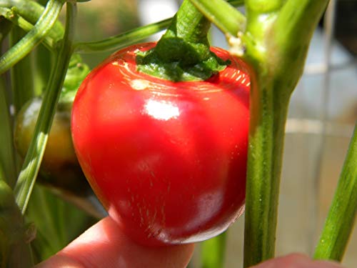 Sweet Red Cherry Pepper Seeds for Planting, 25+ Heirloom Seeds Per Packet, (Isla's Garden Seeds), Non GMO Seeds, Botanical Name: Capsicum annuum, Great Home Garden Gift