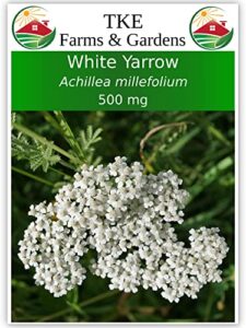 tke farms – white yarrow seeds for planting, 500 milligrams ~ 3000 seeds, achillea millefolium