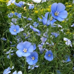 outsidepride linum sky blue common flax or linseed garden flower plant seeds – 1000 seeds