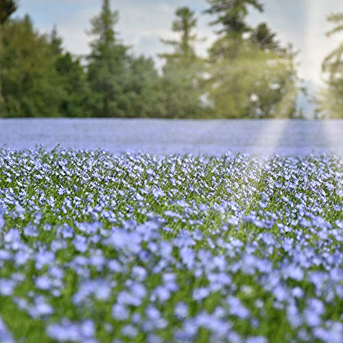 Outsidepride Linum Sky Blue Common Flax or Linseed Garden Flower Plant Seeds - 1000 Seeds