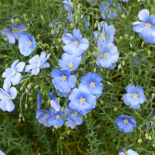 Outsidepride Linum Sky Blue Common Flax or Linseed Garden Flower Plant Seeds - 1000 Seeds