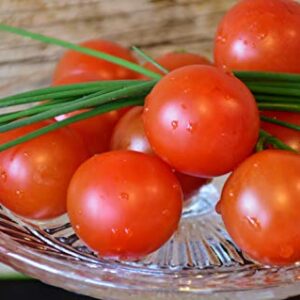 Sow Right Seeds - Chive Seed Collection for Planting - Grow Both Common Chives and Garlic Chives for Your Kitchen - Non-GMO Heirloom Seeds with Instructions to Plant, Indoor or Outdoor; Great Garden