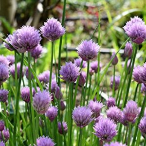 Sow Right Seeds - Chive Seed Collection for Planting - Grow Both Common Chives and Garlic Chives for Your Kitchen - Non-GMO Heirloom Seeds with Instructions to Plant, Indoor or Outdoor; Great Garden