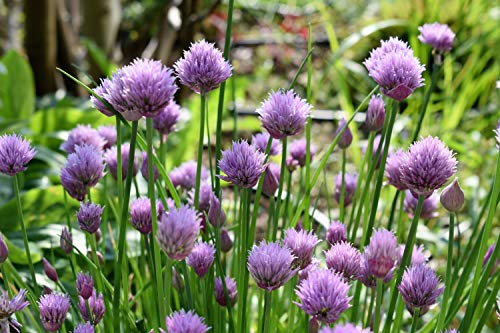 Sow Right Seeds - Chive Seed Collection for Planting - Grow Both Common Chives and Garlic Chives for Your Kitchen - Non-GMO Heirloom Seeds with Instructions to Plant, Indoor or Outdoor; Great Garden