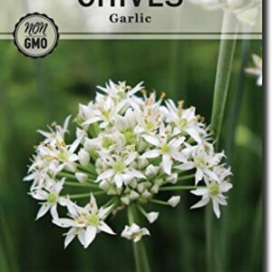 Sow Right Seeds - Chive Seed Collection for Planting - Grow Both Common Chives and Garlic Chives for Your Kitchen - Non-GMO Heirloom Seeds with Instructions to Plant, Indoor or Outdoor; Great Garden