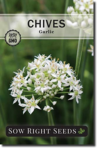 Sow Right Seeds - Chive Seed Collection for Planting - Grow Both Common Chives and Garlic Chives for Your Kitchen - Non-GMO Heirloom Seeds with Instructions to Plant, Indoor or Outdoor; Great Garden