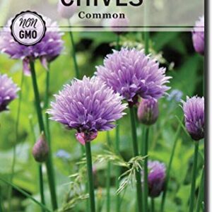 Sow Right Seeds - Chive Seed Collection for Planting - Grow Both Common Chives and Garlic Chives for Your Kitchen - Non-GMO Heirloom Seeds with Instructions to Plant, Indoor or Outdoor; Great Garden