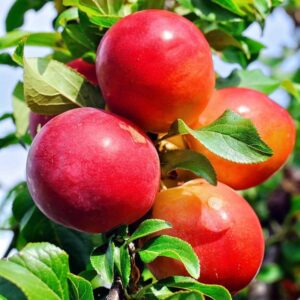 2 cherry plum plants live 10 to 16 inc tall, red plum fruits for planting ornaments perennial garden