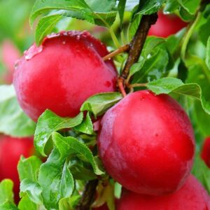 2 Cherry Plum Plants Live 10 to 16 Inc Tall, Red Plum Fruits for Planting Ornaments Perennial Garden