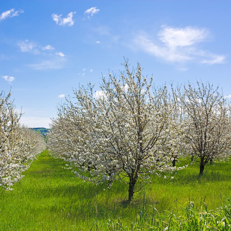 2 Cherry Plum Plants Live 10 to 16 Inc Tall, Red Plum Fruits for Planting Ornaments Perennial Garden