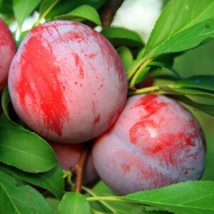 2 Cherry Plum Plants Live 10 to 16 Inc Tall, Red Plum Fruits for Planting Ornaments Perennial Garden