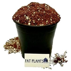 Fat Plants San Diego Premium Cacti and Succulent Potting Mix Soil - for Cactus Palm Tree Citrus Plant Grown in Gardening Containers - Indoors & Outdoors Use - with Natural Food/Fertilizer