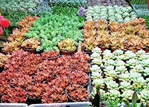 Fat Plants San Diego Premium Cacti and Succulent Potting Mix Soil - for Cactus Palm Tree Citrus Plant Grown in Gardening Containers - Indoors & Outdoors Use - with Natural Food/Fertilizer