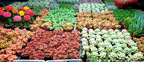 Fat Plants San Diego Premium Cacti and Succulent Potting Mix Soil - for Cactus Palm Tree Citrus Plant Grown in Gardening Containers - Indoors & Outdoors Use - with Natural Food/Fertilizer