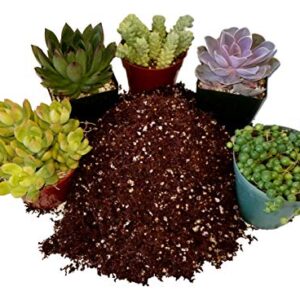 Fat Plants San Diego Premium Cacti and Succulent Potting Mix Soil - for Cactus Palm Tree Citrus Plant Grown in Gardening Containers - Indoors & Outdoors Use - with Natural Food/Fertilizer