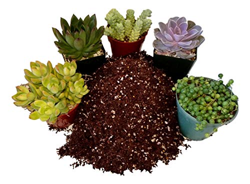 Fat Plants San Diego Premium Cacti and Succulent Potting Mix Soil - for Cactus Palm Tree Citrus Plant Grown in Gardening Containers - Indoors & Outdoors Use - with Natural Food/Fertilizer