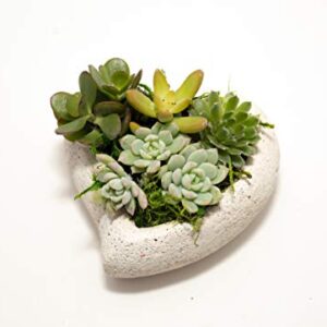 Live Succulent Garden In 5 Inch Concrete Heart Container, From Hallmark Flowers