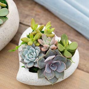 Live Succulent Garden In 5 Inch Concrete Heart Container, From Hallmark Flowers