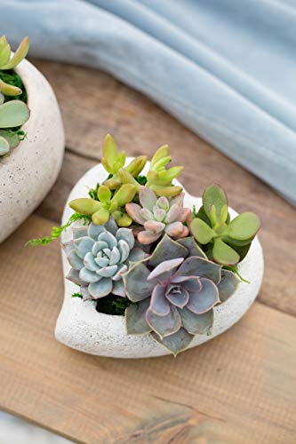 Live Succulent Garden In 5 Inch Concrete Heart Container, From Hallmark Flowers