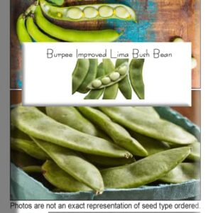 Burpee Improved Lima Bush Bean Seeds for Planting, 30+ Heirloom Seeds Per Packet, (Isla's Garden Seeds), Non GMO Seeds, Botanical Name: Phaseolus lunatus, Great Home Garden Gift