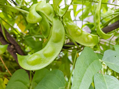 Burpee Improved Lima Bush Bean Seeds for Planting, 30+ Heirloom Seeds Per Packet, (Isla's Garden Seeds), Non GMO Seeds, Botanical Name: Phaseolus lunatus, Great Home Garden Gift