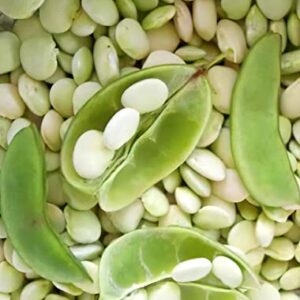 Burpee Improved Lima Bush Bean Seeds for Planting, 30+ Heirloom Seeds Per Packet, (Isla's Garden Seeds), Non GMO Seeds, Botanical Name: Phaseolus lunatus, Great Home Garden Gift