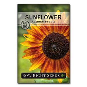 sow right seeds – autumn beauty sunflower seeds for planting, beautiful giant flower to plant, non-gmo heirloom seed, wonderful gardening gift (1)