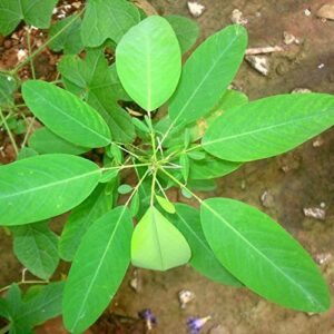 CHUXAY GARDEN Telegraph Plant Seed,Codariocalyx Motorius,Dancing Plant 20 Seeds Striking Landscaping Plant Great for Garden