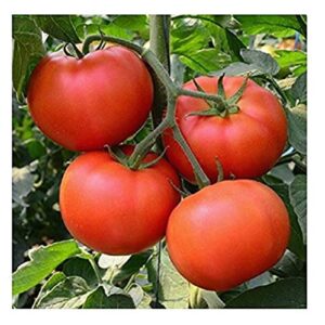 David's Garden Seeds Tomato Beefsteak Determinate Homestead 1212 (Red) 25 Non-GMO, Heirloom Seeds