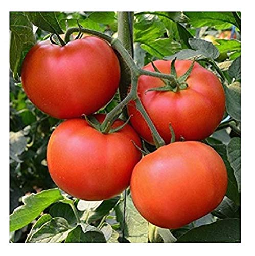 David's Garden Seeds Tomato Beefsteak Determinate Homestead 1212 (Red) 25 Non-GMO, Heirloom Seeds