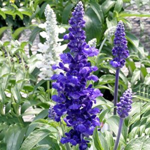 chuxay garden blue salvia farinacea,mealycup sage,mealy sage 500 seeds perennial herb plant easy for planting butterflies and hummingbirds love it great for garden