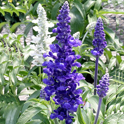 CHUXAY GARDEN Blue Salvia Farinacea,Mealycup Sage,Mealy Sage 500 Seeds Perennial Herb Plant Easy for Planting Butterflies and Hummingbirds Love It Great for Garden