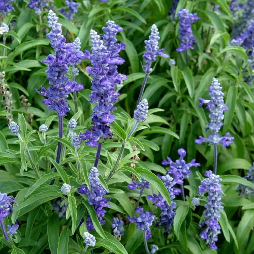 CHUXAY GARDEN Blue Salvia Farinacea,Mealycup Sage,Mealy Sage 500 Seeds Perennial Herb Plant Easy for Planting Butterflies and Hummingbirds Love It Great for Garden