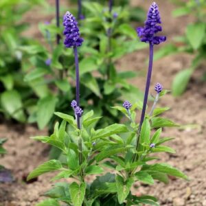 CHUXAY GARDEN Blue Salvia Farinacea,Mealycup Sage,Mealy Sage 500 Seeds Perennial Herb Plant Easy for Planting Butterflies and Hummingbirds Love It Great for Garden