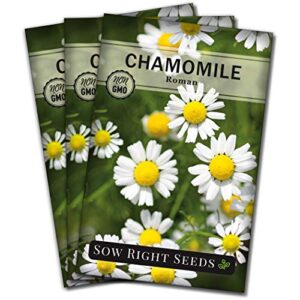 Sow Right Seeds - Roman Chamomile Seeds for Planting - Non-GMO Heirloom Seeds; Instructions to Plant and Grow an Herbal Tea Garden, Indoors or Outdoor; Great Gardening (3)