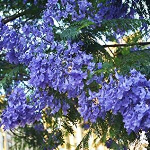 20+ Purple Jacaranda Mimosifolia Flowers Tree Seeds Plant Home Garden
