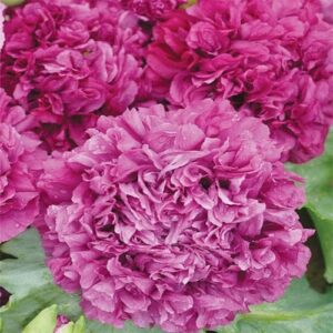 outsidepride papaver peony poppy purple garden cut flowers great for vases, dried arrangements – 5000 seeds