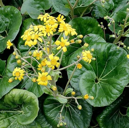 CHUXAY GARDEN 100 Seeds Farfugium Japonicum Seed,Leopard Plant,Ligularia Tussilaginea Perennial Herb Plant Showy Display