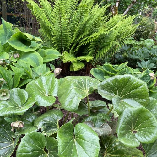 CHUXAY GARDEN 100 Seeds Farfugium Japonicum Seed,Leopard Plant,Ligularia Tussilaginea Perennial Herb Plant Showy Display