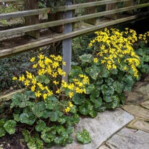 CHUXAY GARDEN 100 Seeds Farfugium Japonicum Seed,Leopard Plant,Ligularia Tussilaginea Perennial Herb Plant Showy Display